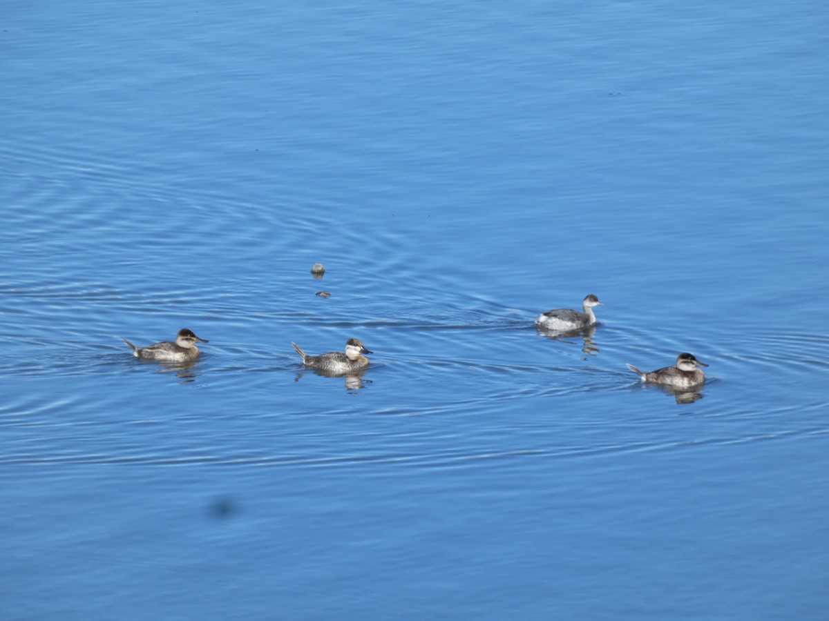 Eared Grebe - ML643795489