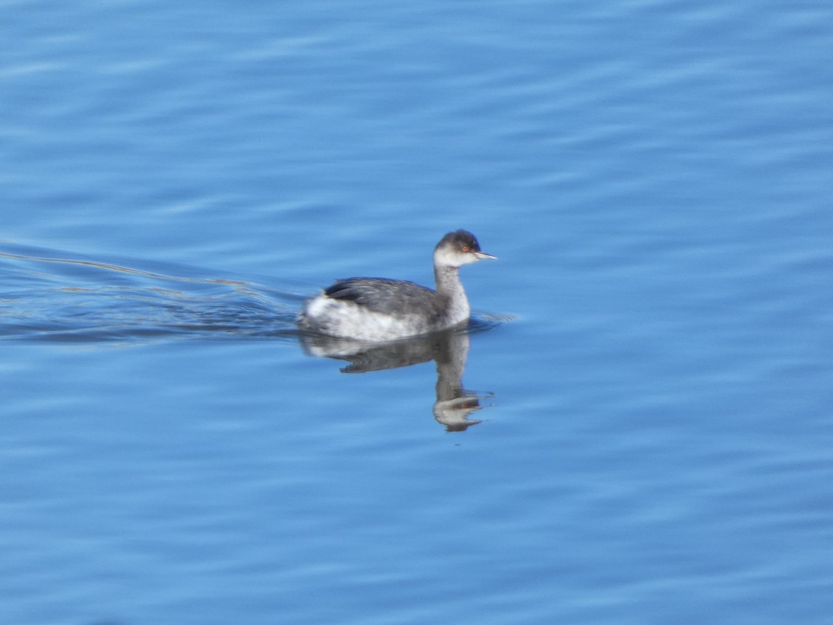 Eared Grebe - ML643795490