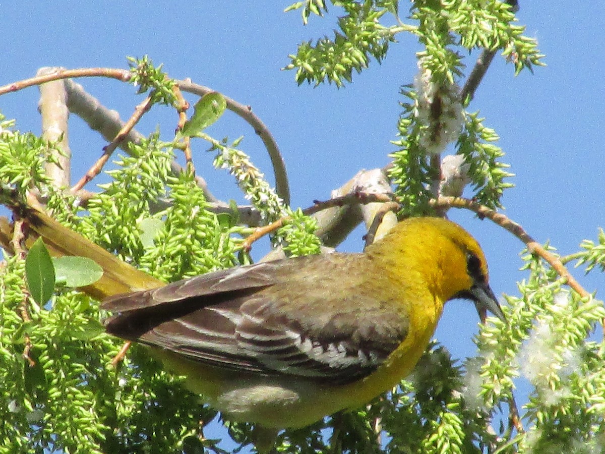 Bullock's Oriole - ML643795503