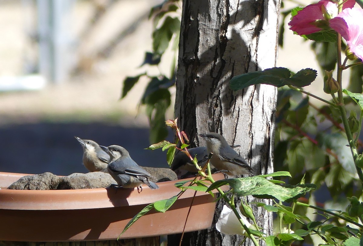 Pygmy Nuthatch - ML643795515