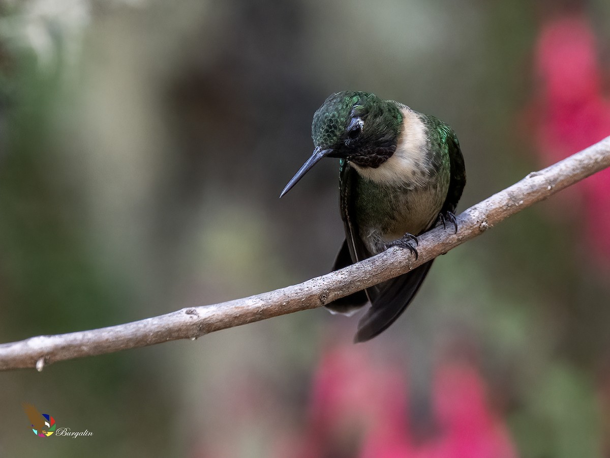 Amethyst-throated Sunangel - ML643795525