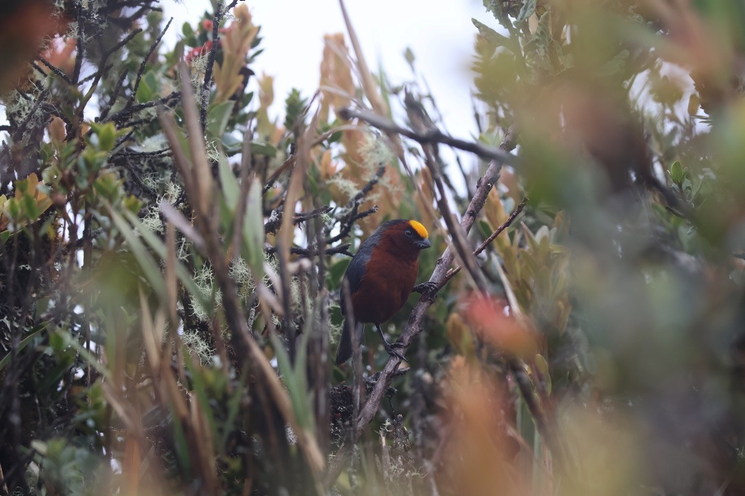 Plushcap - ML643795526