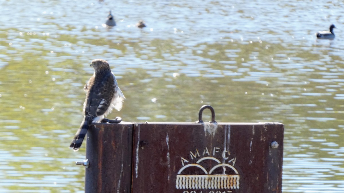 Cooper's Hawk - ML643795529
