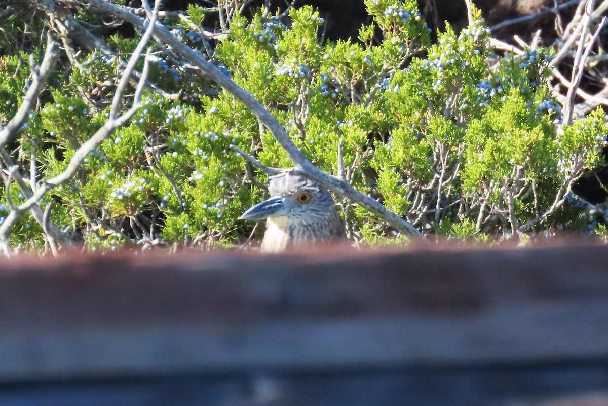 Yellow-crowned Night Heron - ML643795530