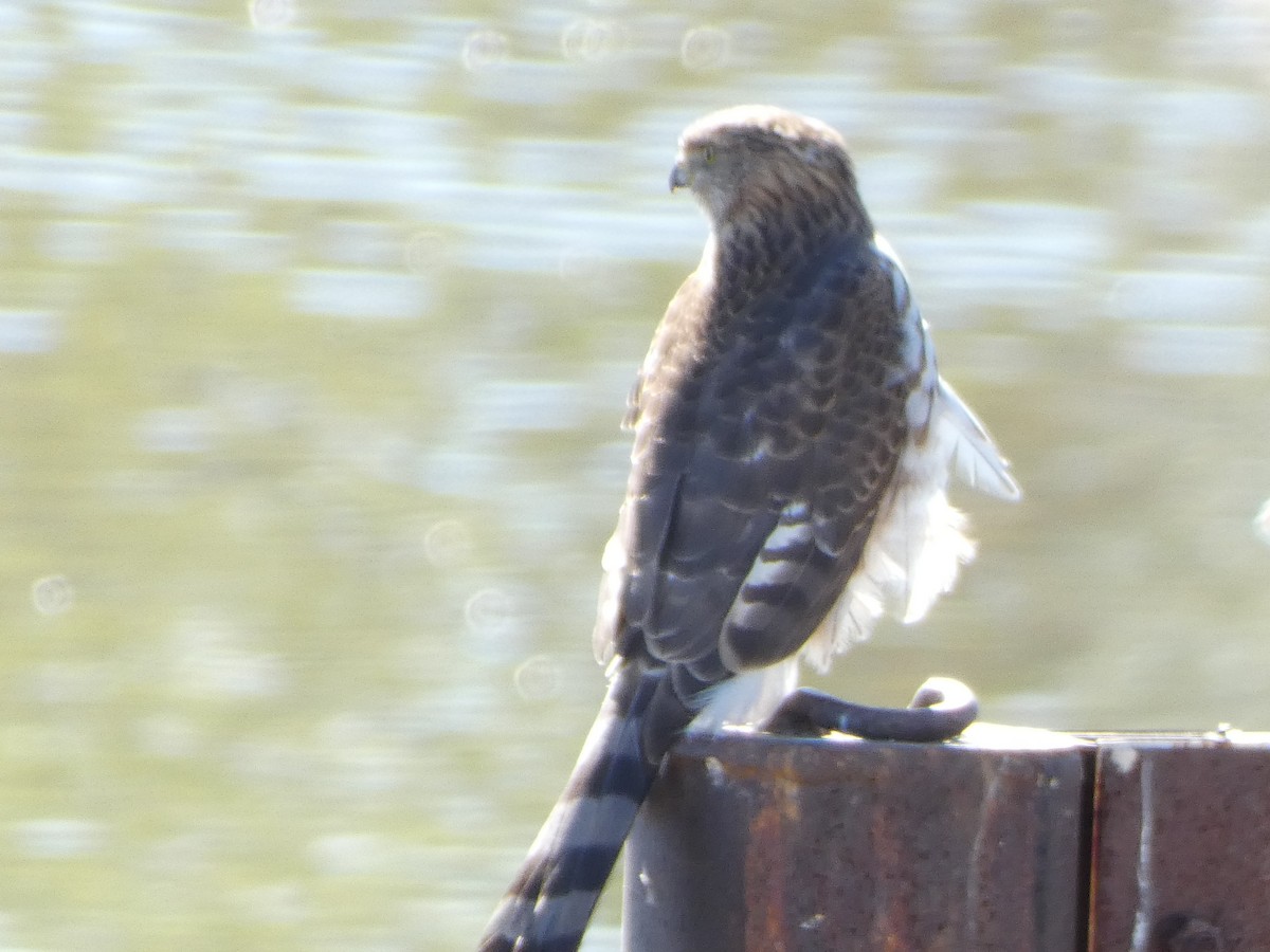Cooper's Hawk - ML643795531