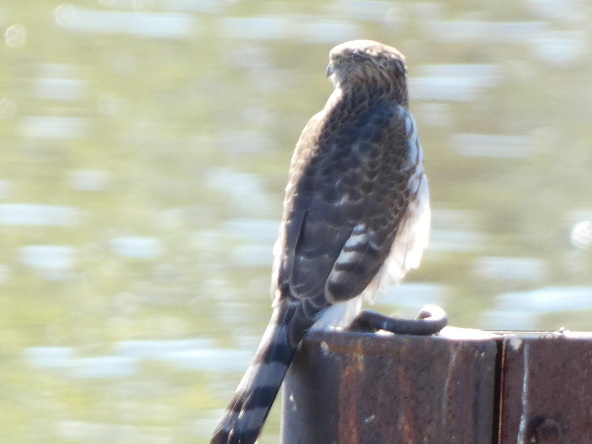Cooper's Hawk - ML643795532