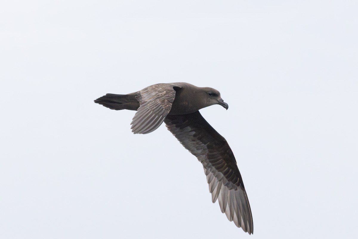 Тайфунник довгокрилий - ML643795534