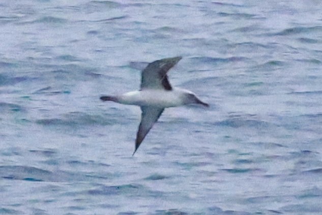 Buller's Albatross - ML643795544