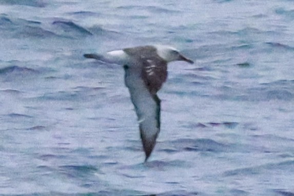 Buller's Albatross - ML643795545