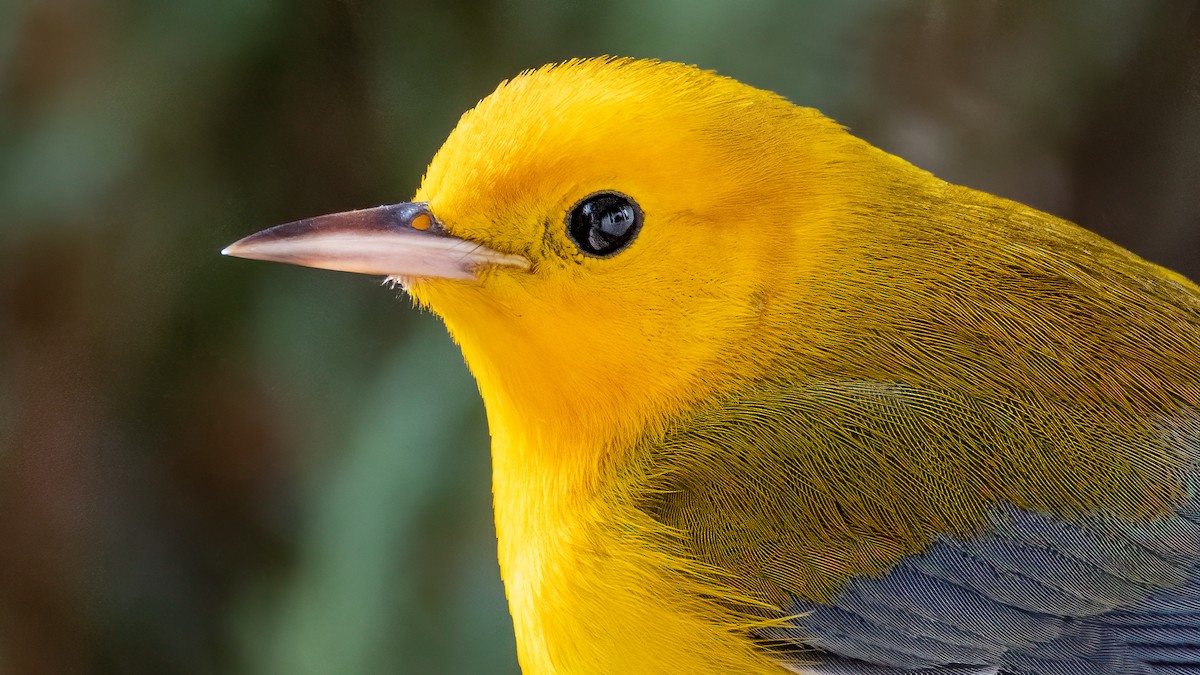 Prothonotary Warbler - ML643795551