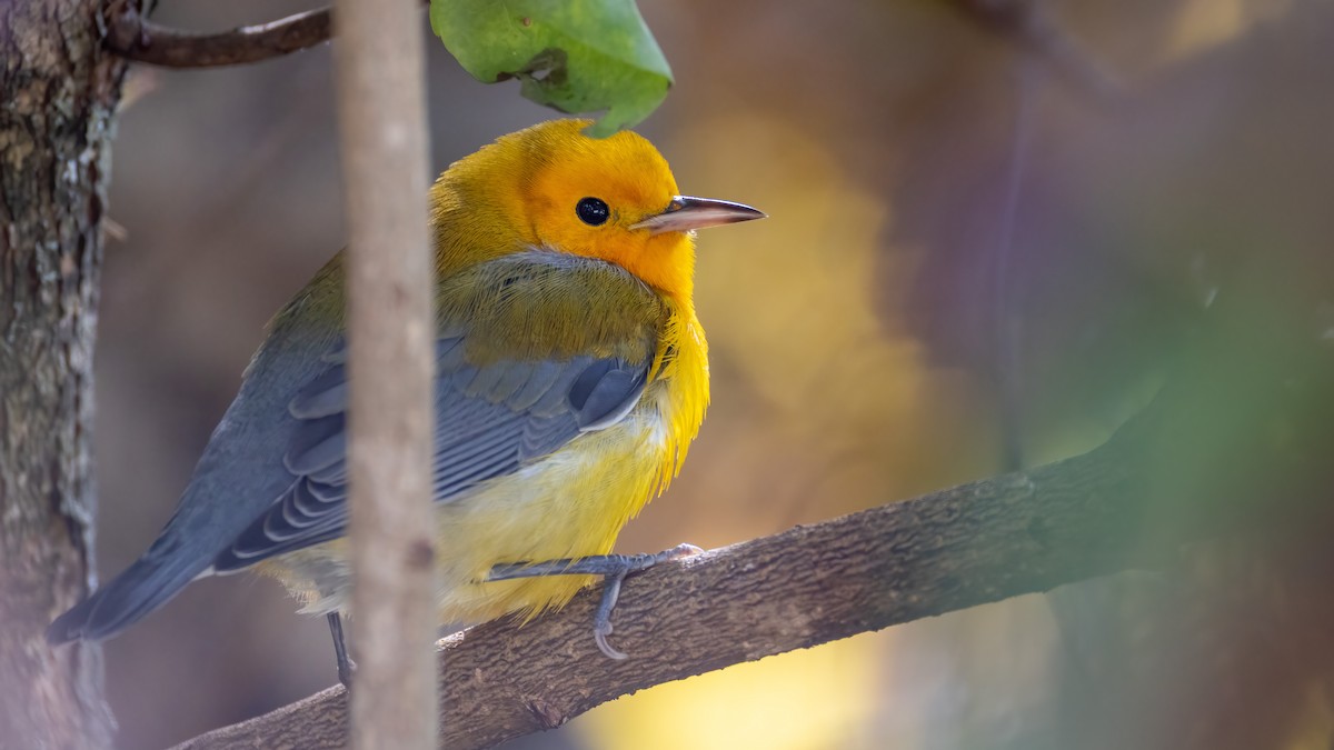 Prothonotary Warbler - ML643795552