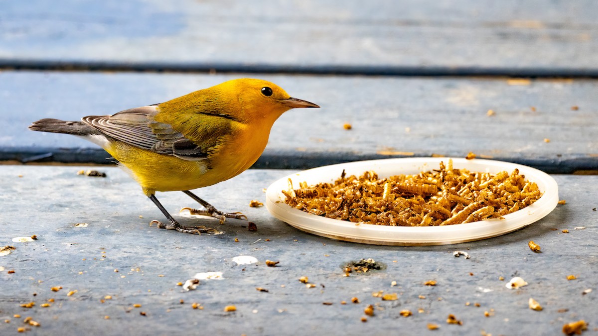 Prothonotary Warbler - ML643795553