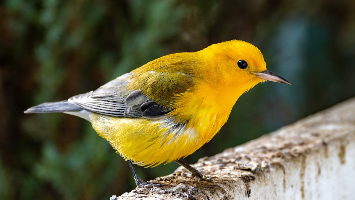 Prothonotary Warbler - ML643795554