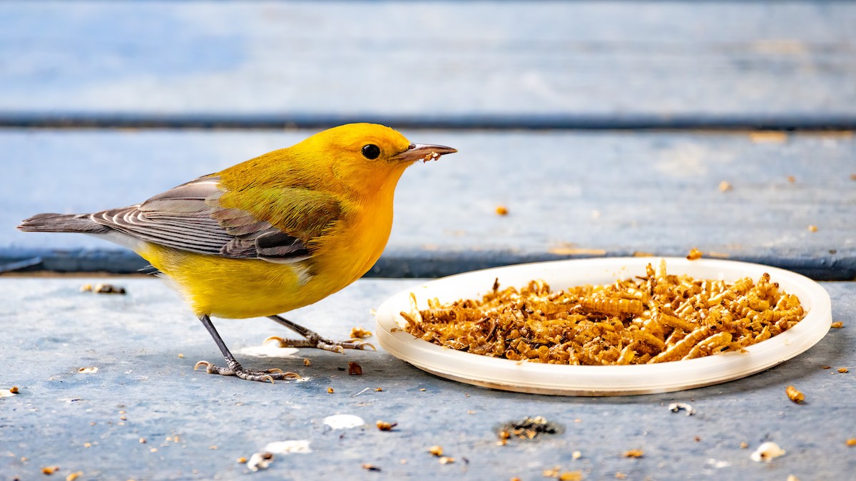 Prothonotary Warbler - ML643795555