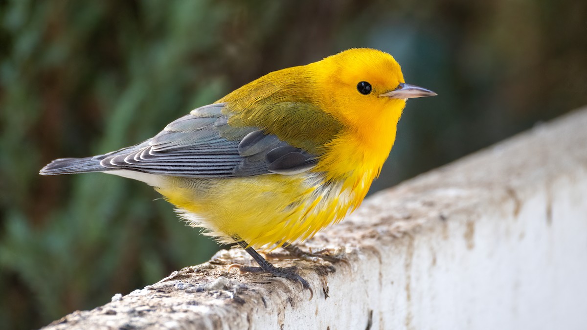 Prothonotary Warbler - ML643795556