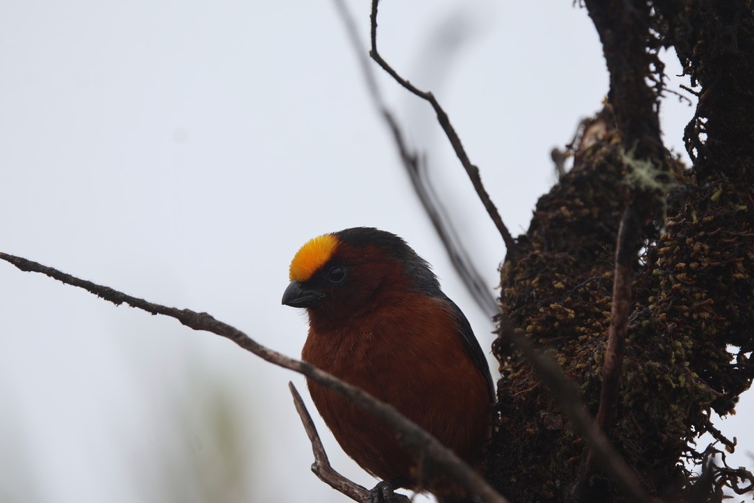 Plushcap - ML643795559