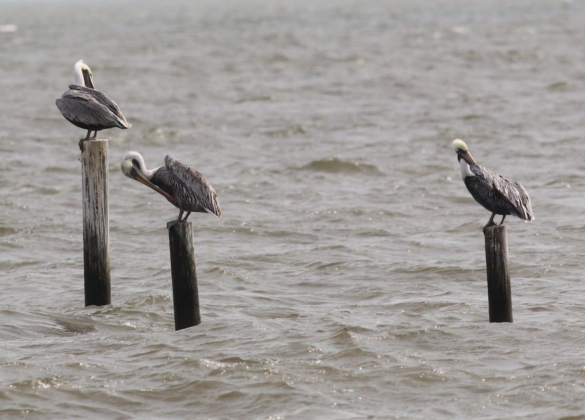 Brown Pelican - ML643795564