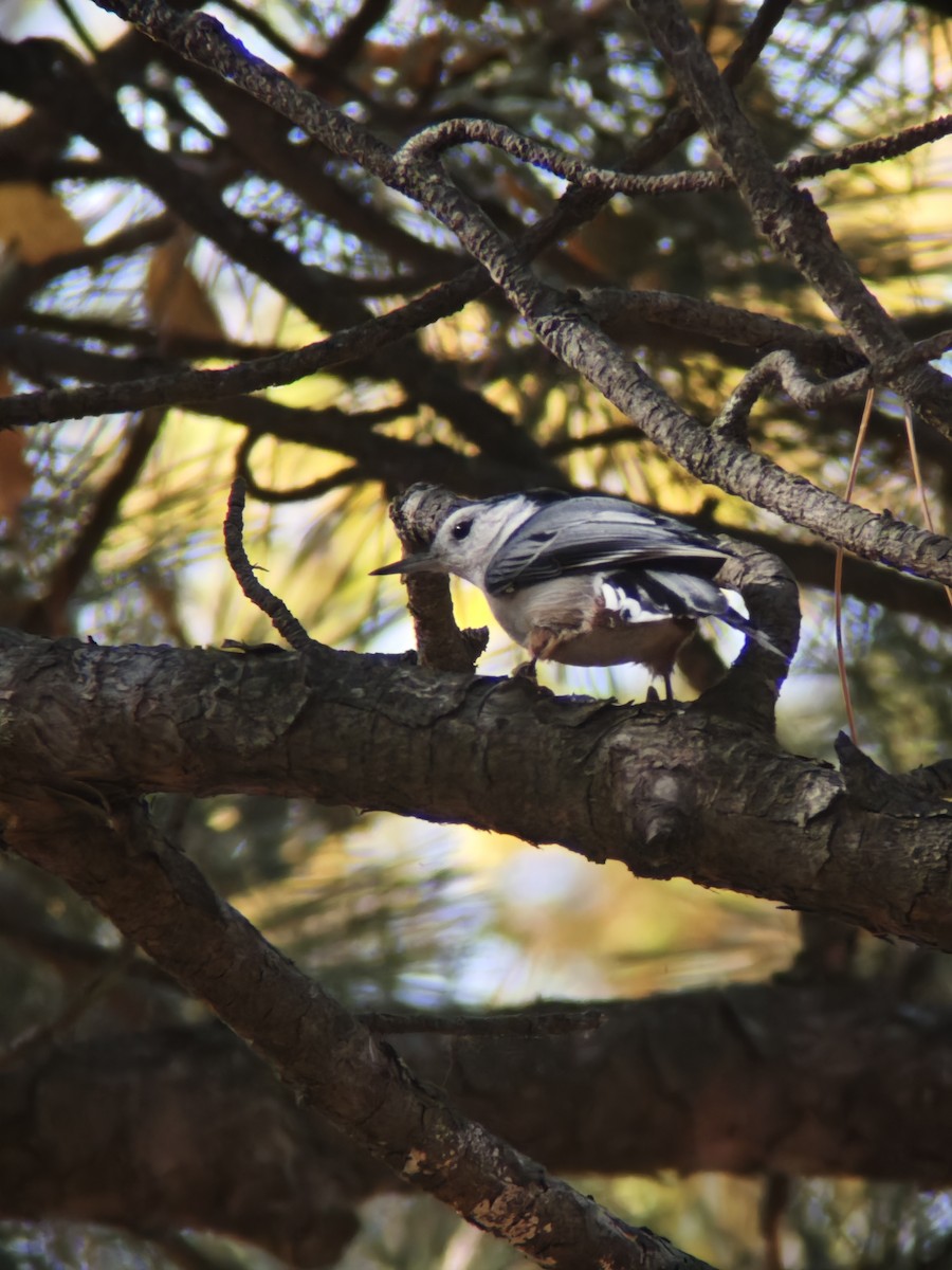 White-breasted Nuthatch - ML643795576