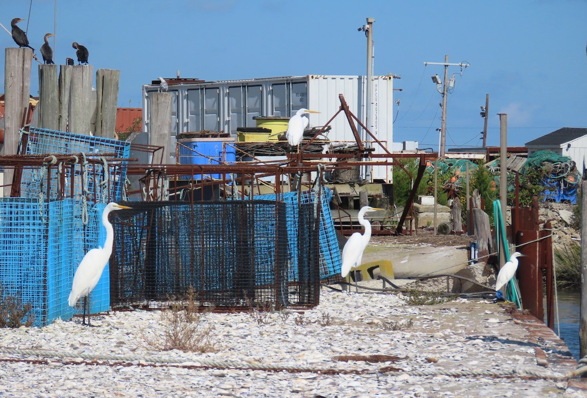 Snowy Egret - ML643795577