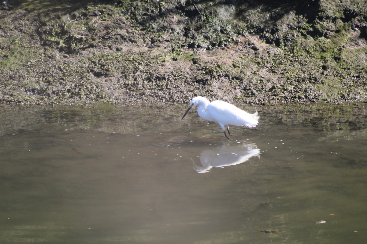 Snowy Egret - ML643795582