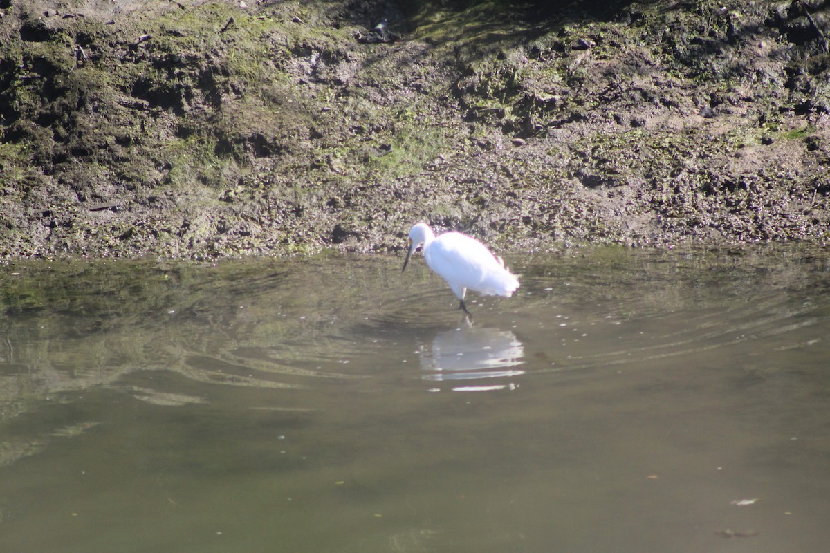 Snowy Egret - ML643795583