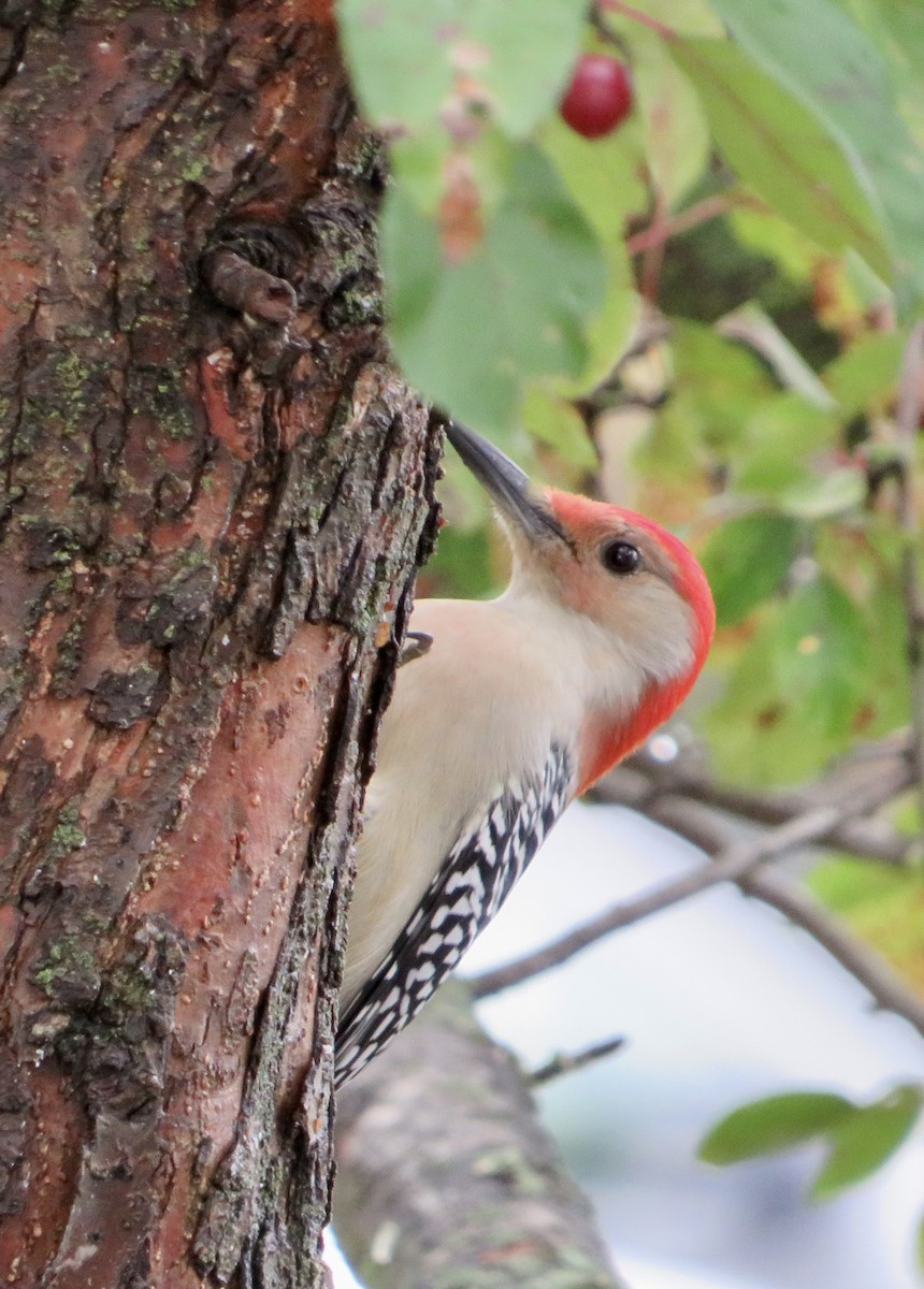 Red-bellied Woodpecker - ML643795606