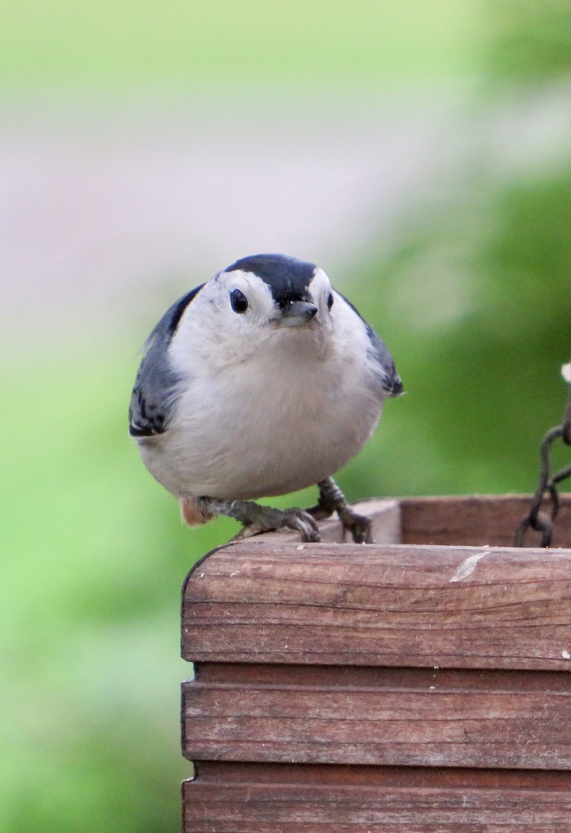 White-breasted Nuthatch - ML643795636