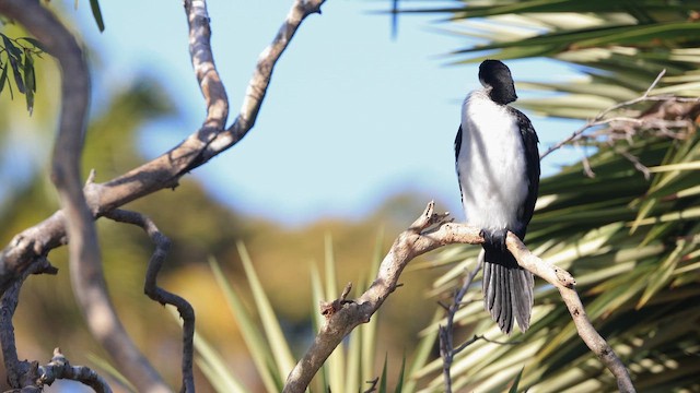 Little Pied Cormorant - ML643795662
