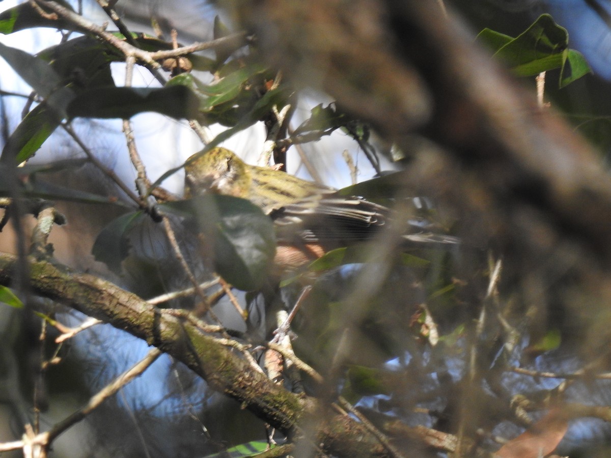 Bay-breasted Warbler - ML643795679