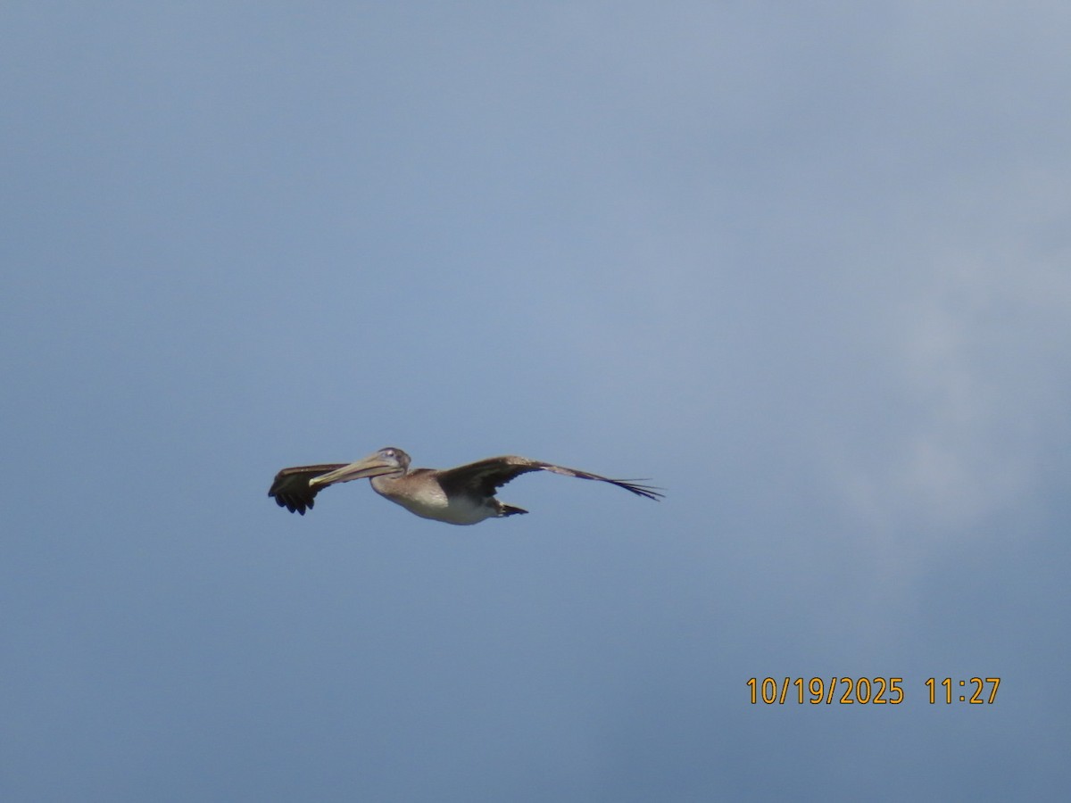 Brown Pelican - ML643795685
