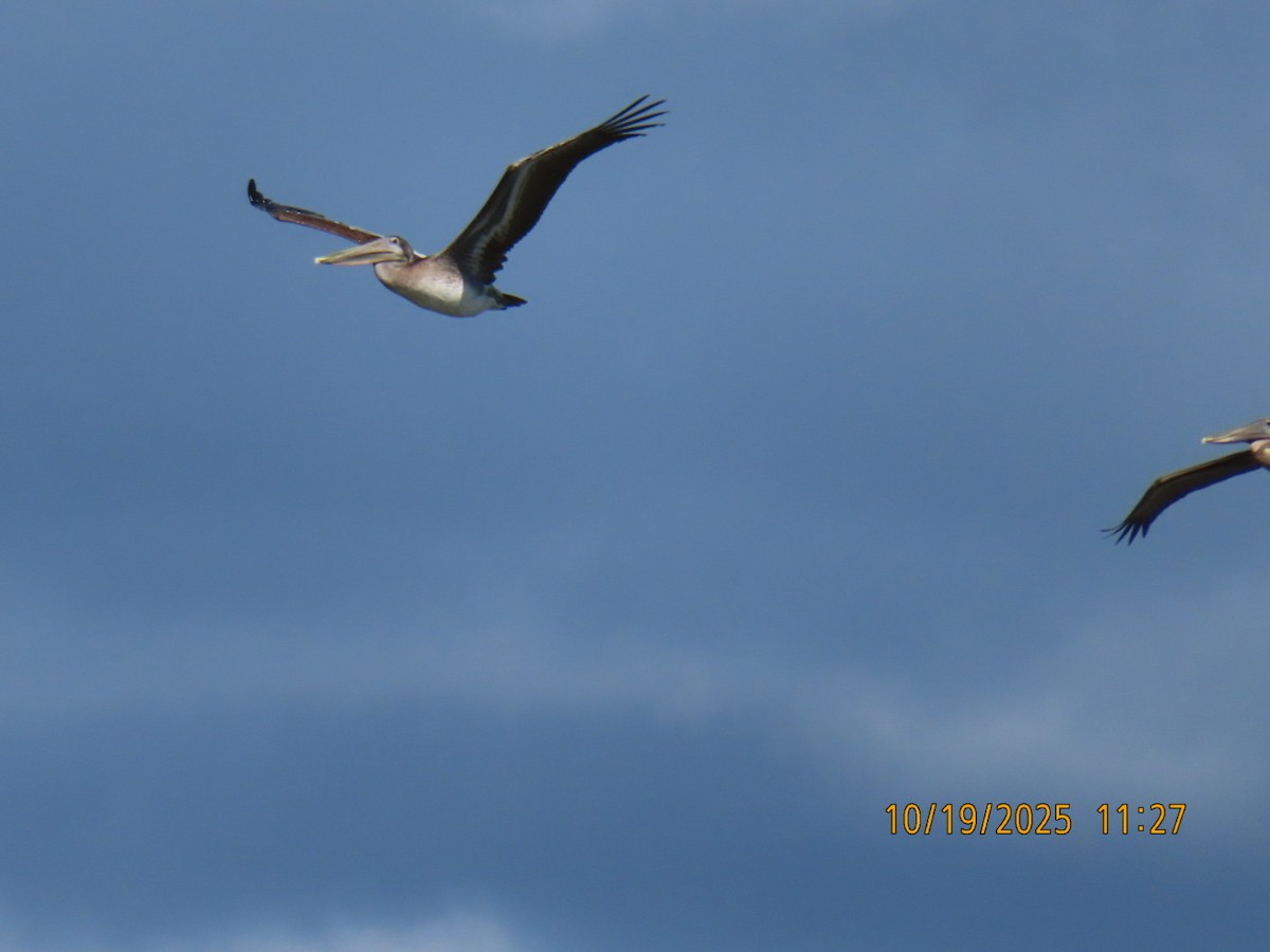 Brown Pelican - ML643795686