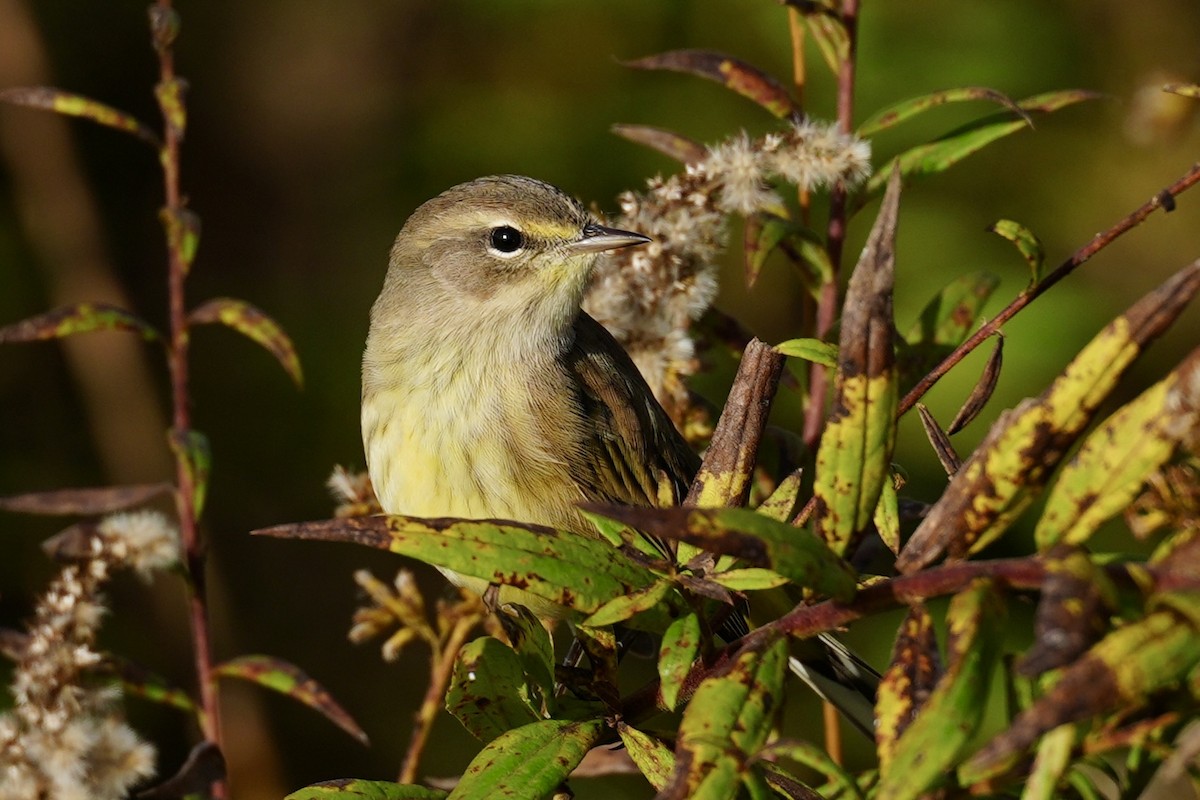 Palm Warbler - ML643795689