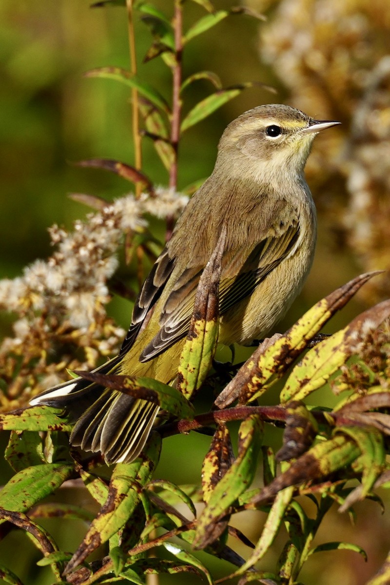 Palm Warbler - ML643795690