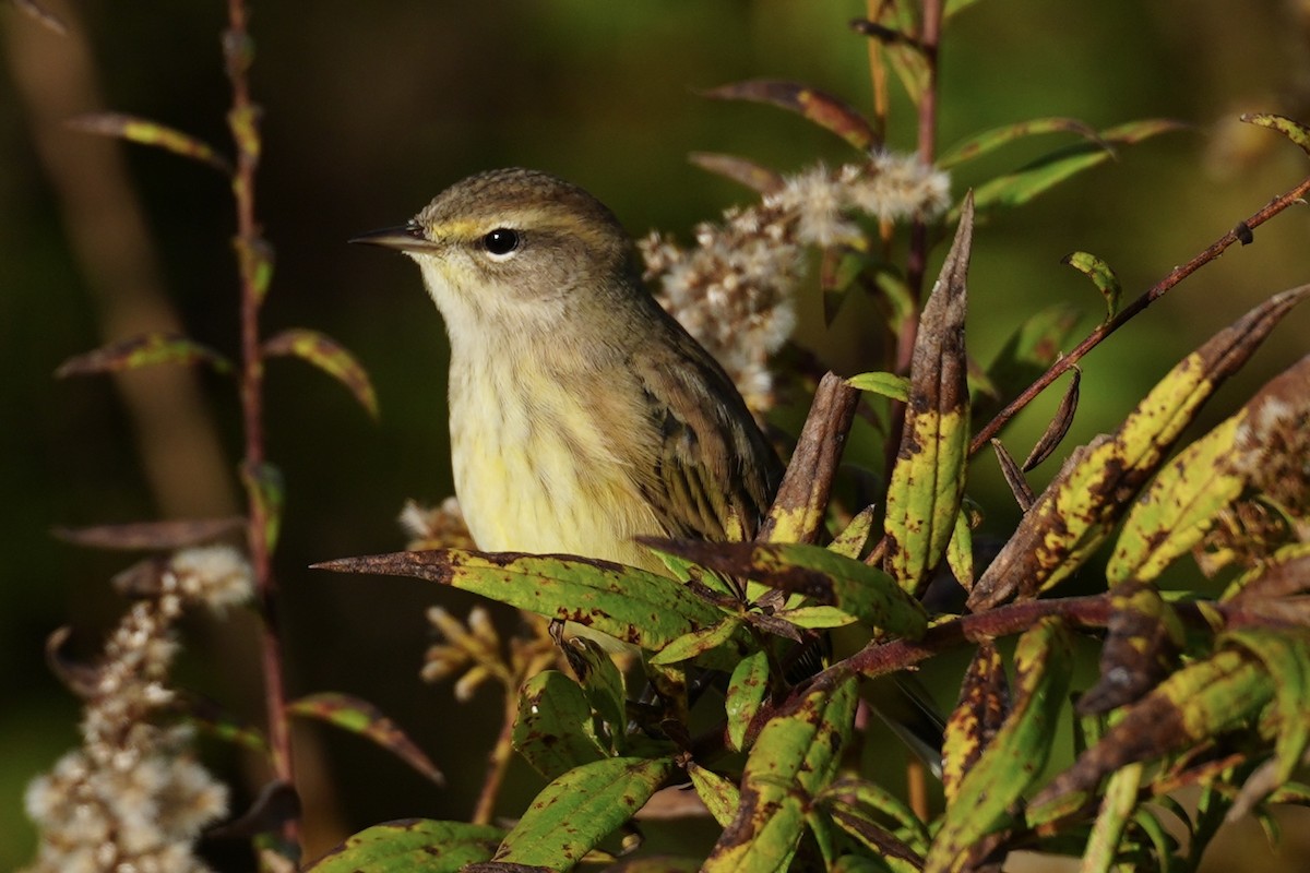 Palm Warbler - ML643795691