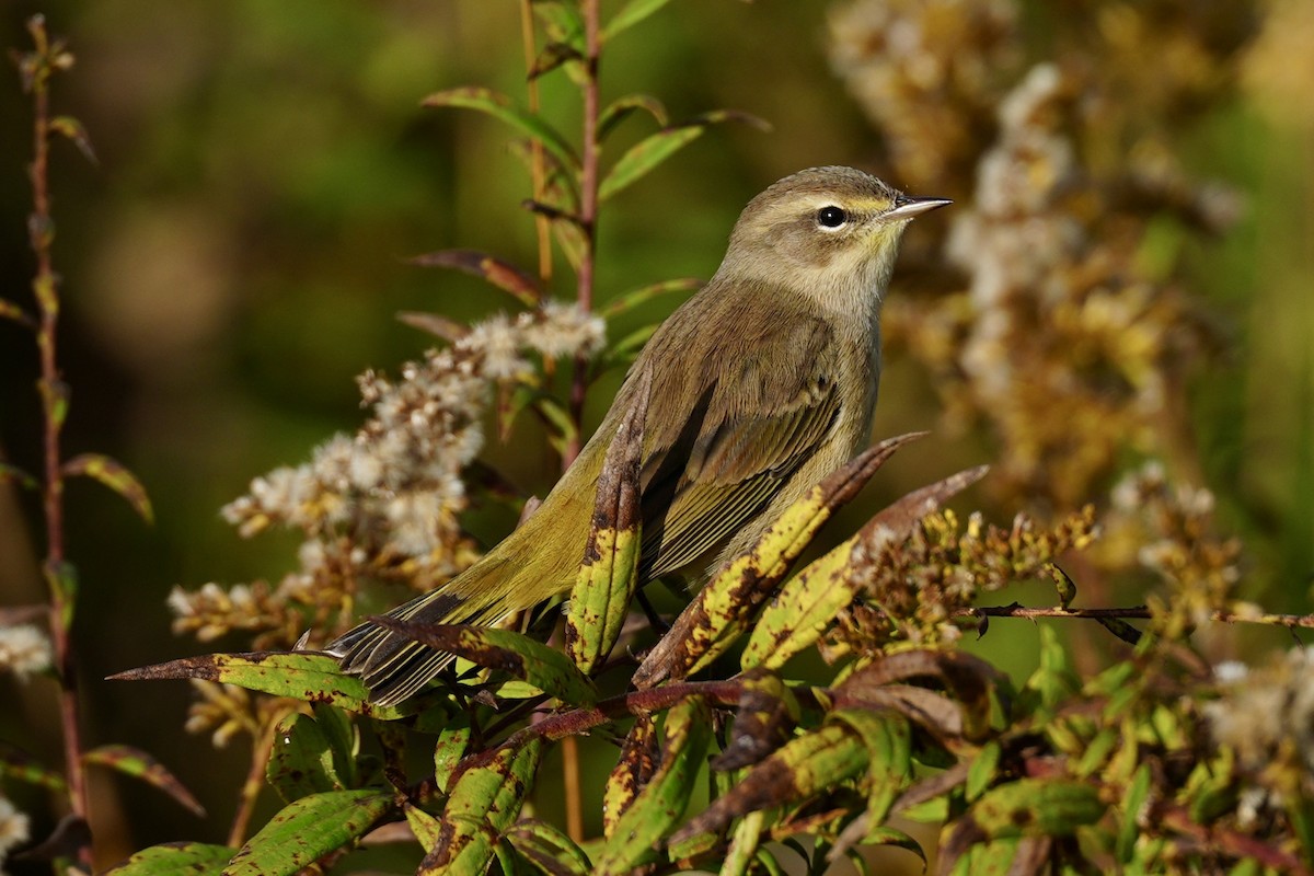 Palm Warbler - ML643795692