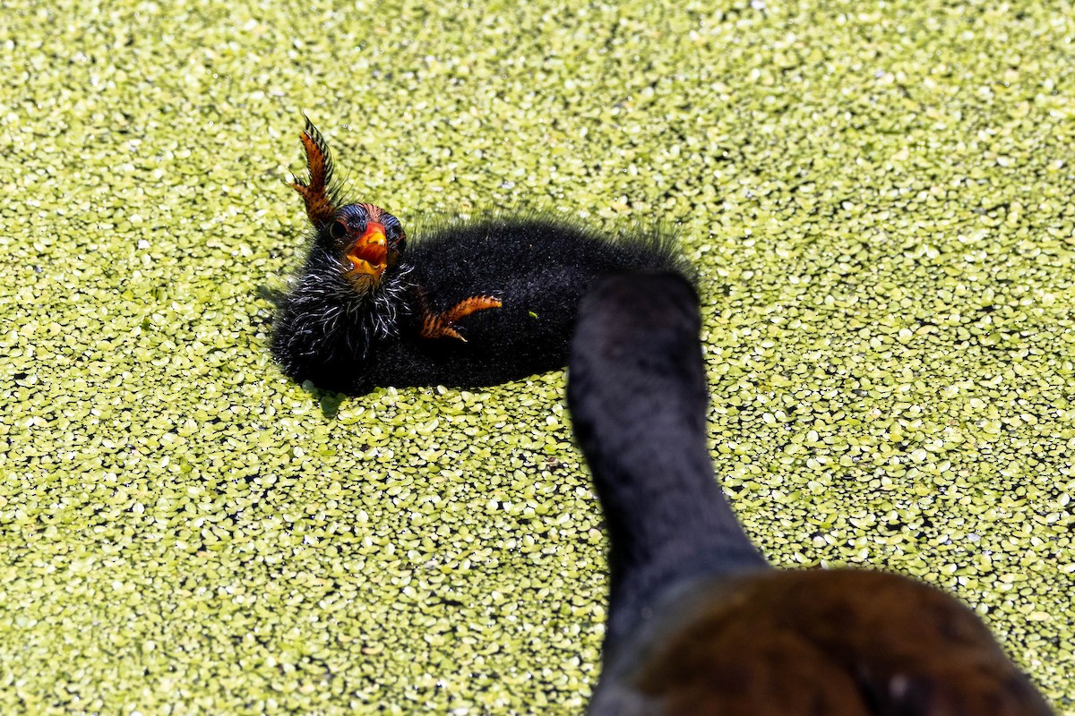 Common Gallinule (American) - ML643795720