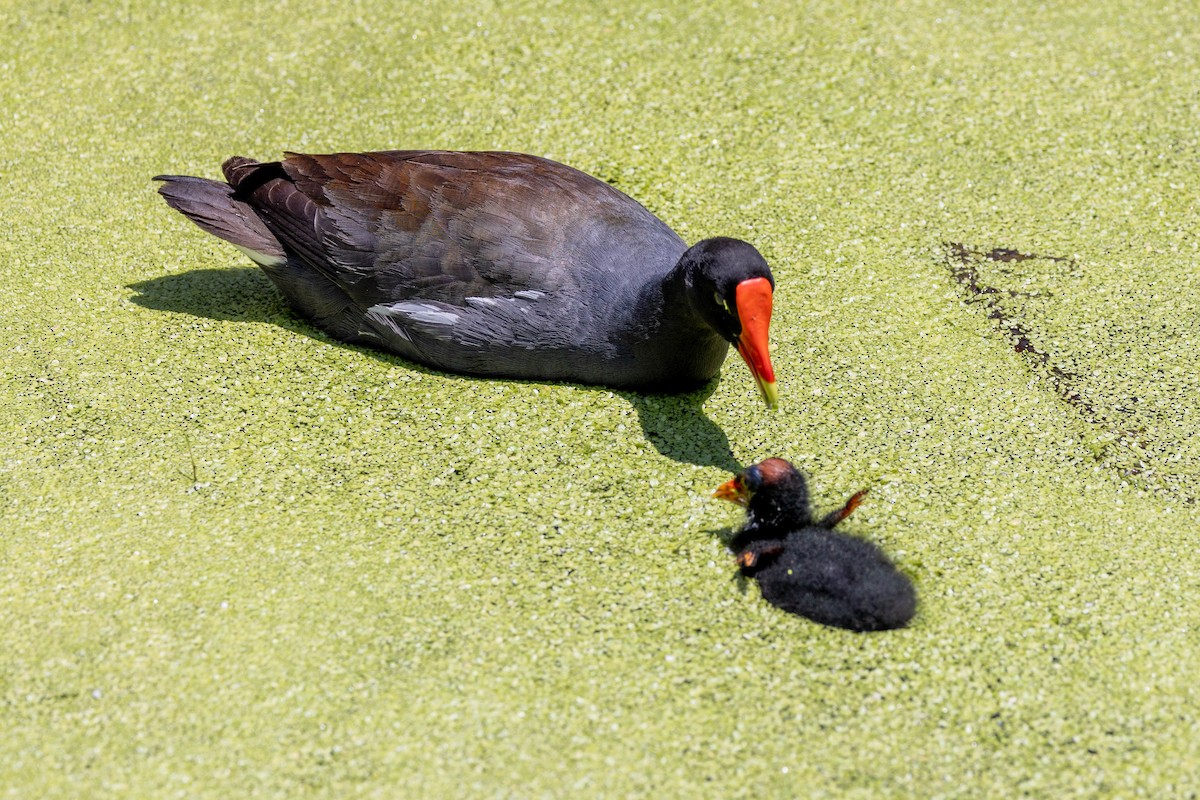Common Gallinule (American) - ML643795721