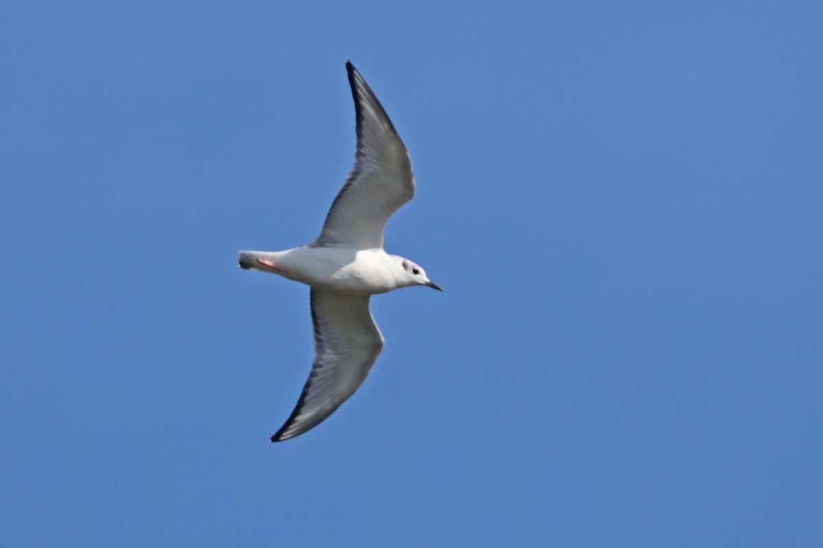 kanadahettemåke - ML643795724