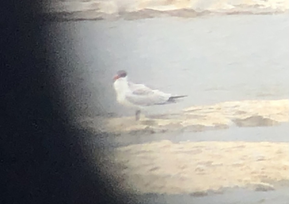 Caspian Tern - ML643795742