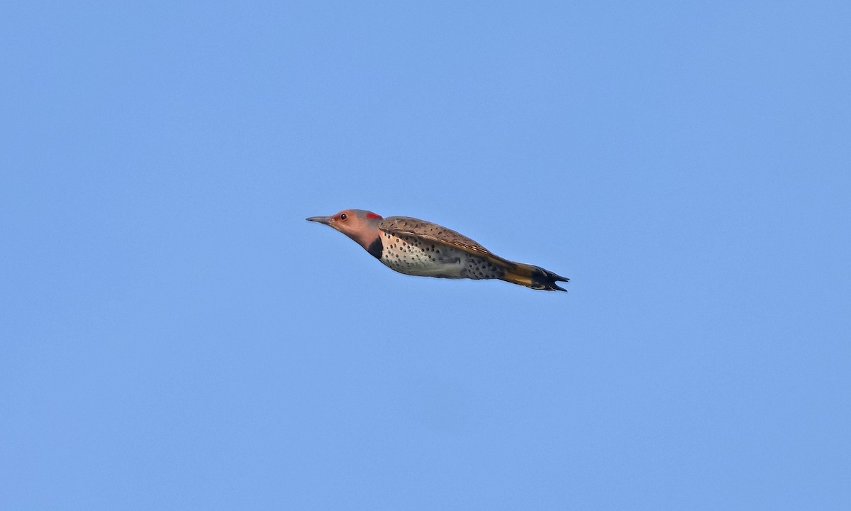 gullspett (auratus/luteus) - ML643795745