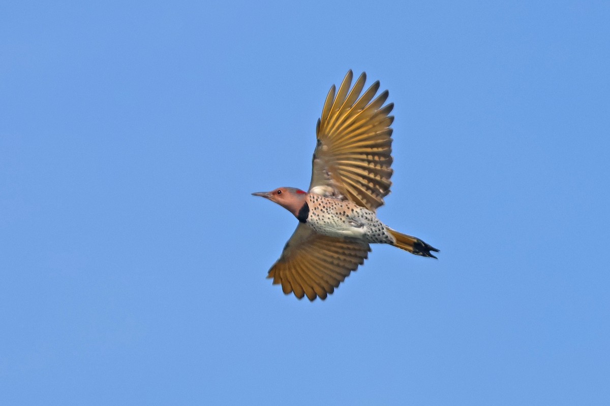 gullspett (auratus/luteus) - ML643795746