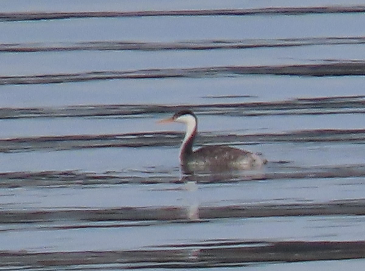 Western x Clark's Grebe (hybrid) - ML643795748