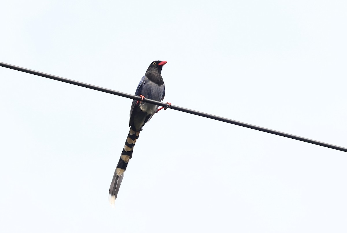 Taiwan Blue-Magpie - ML643795753