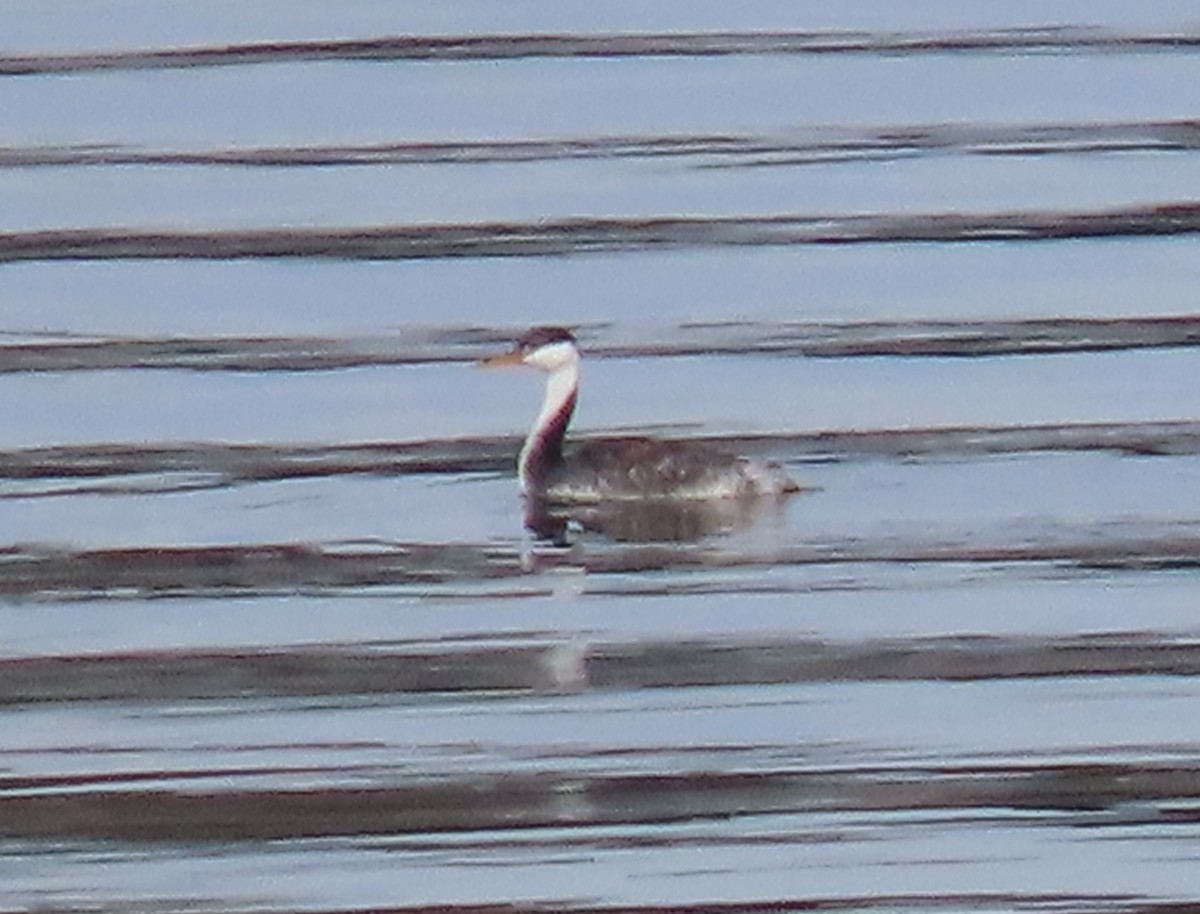 Western x Clark's Grebe (hybrid) - ML643795754
