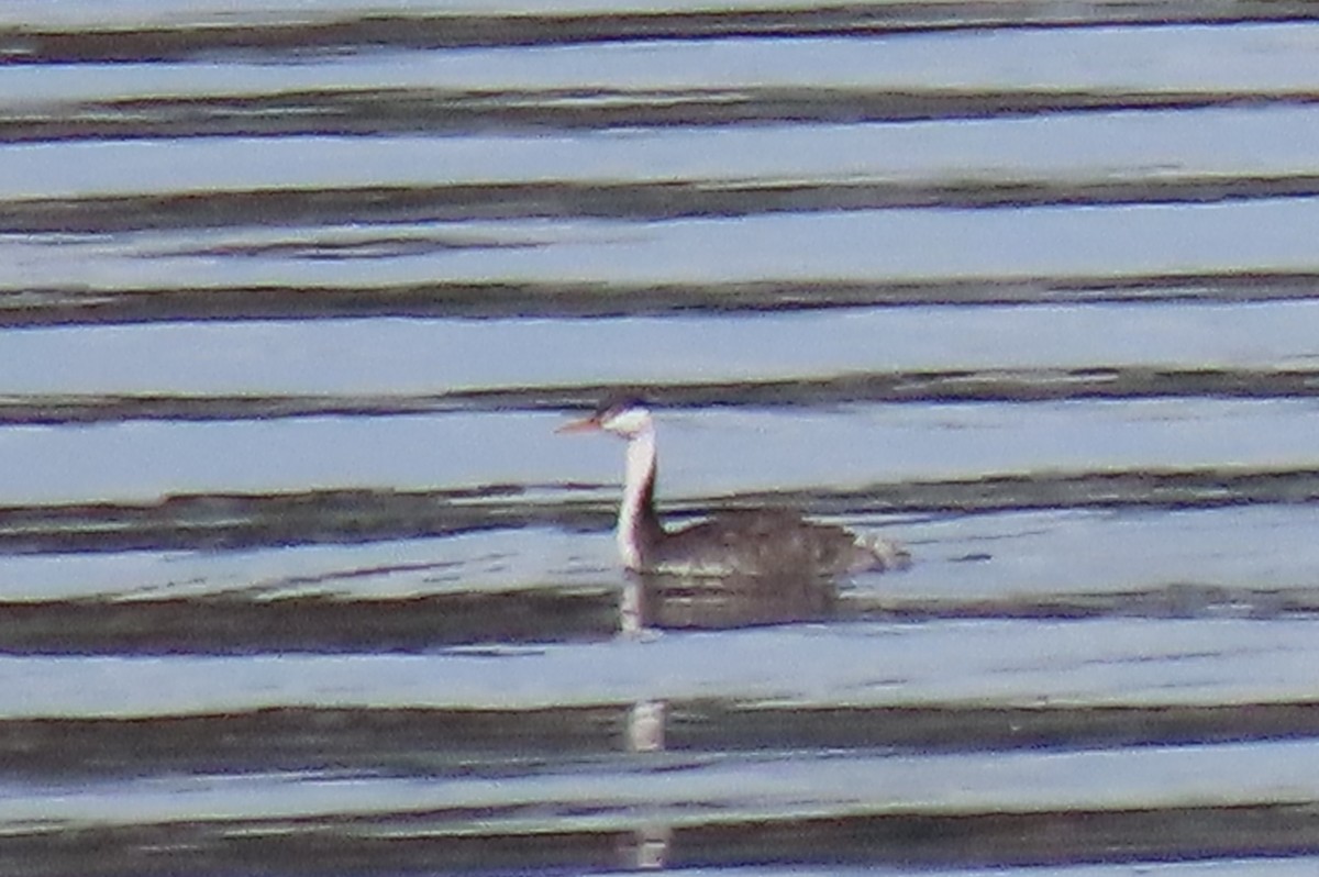 Western x Clark's Grebe (hybrid) - ML643795758