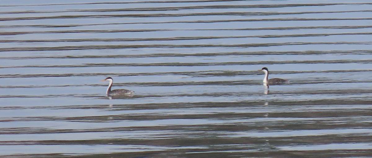Western x Clark's Grebe (hybrid) - ML643795773