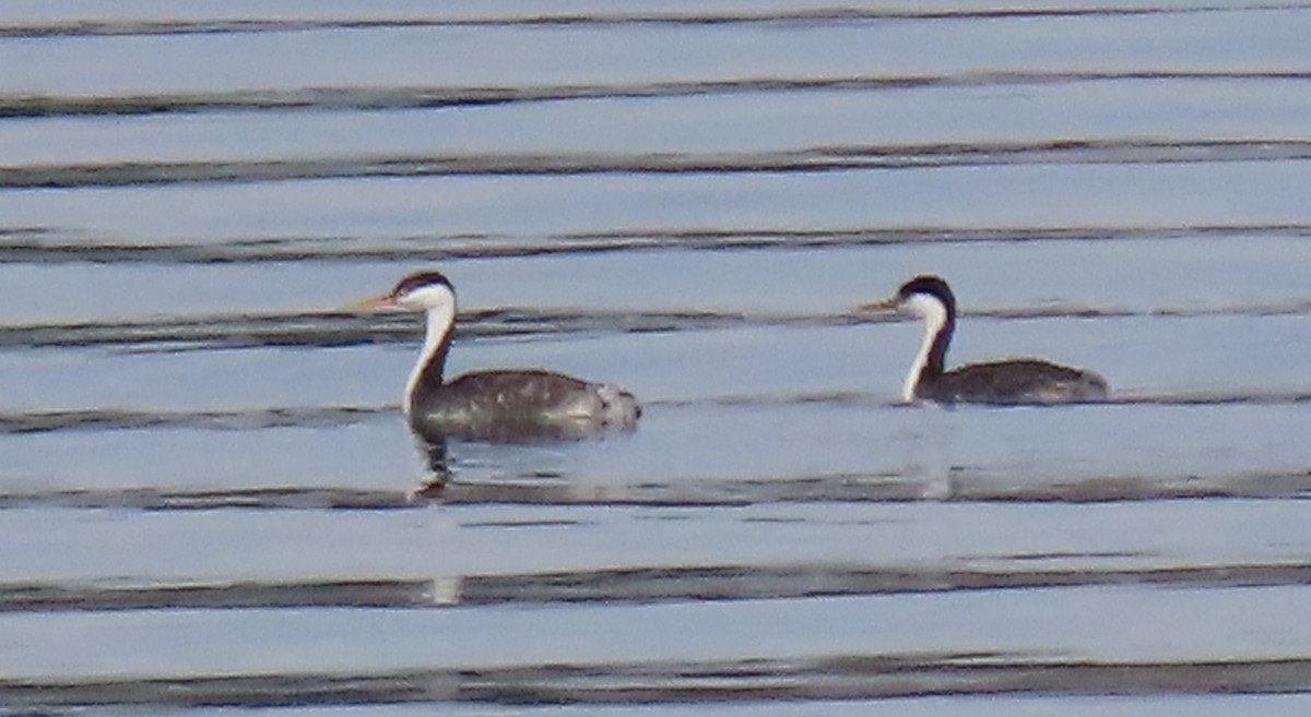 Western x Clark's Grebe (hybrid) - ML643795776