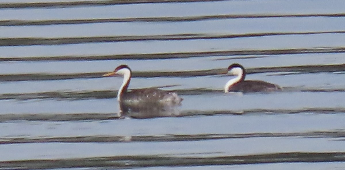 Western x Clark's Grebe (hybrid) - ML643795783