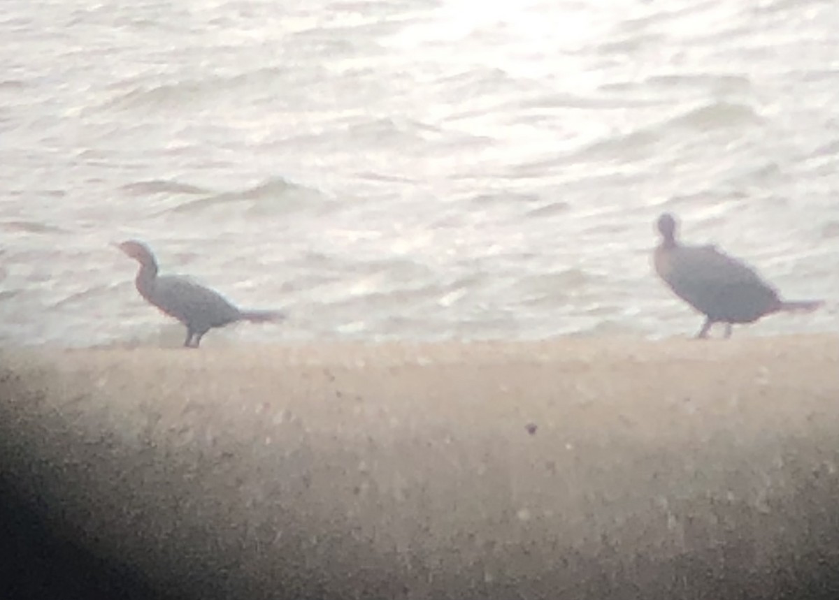 Neotropic Cormorant - ML643795786