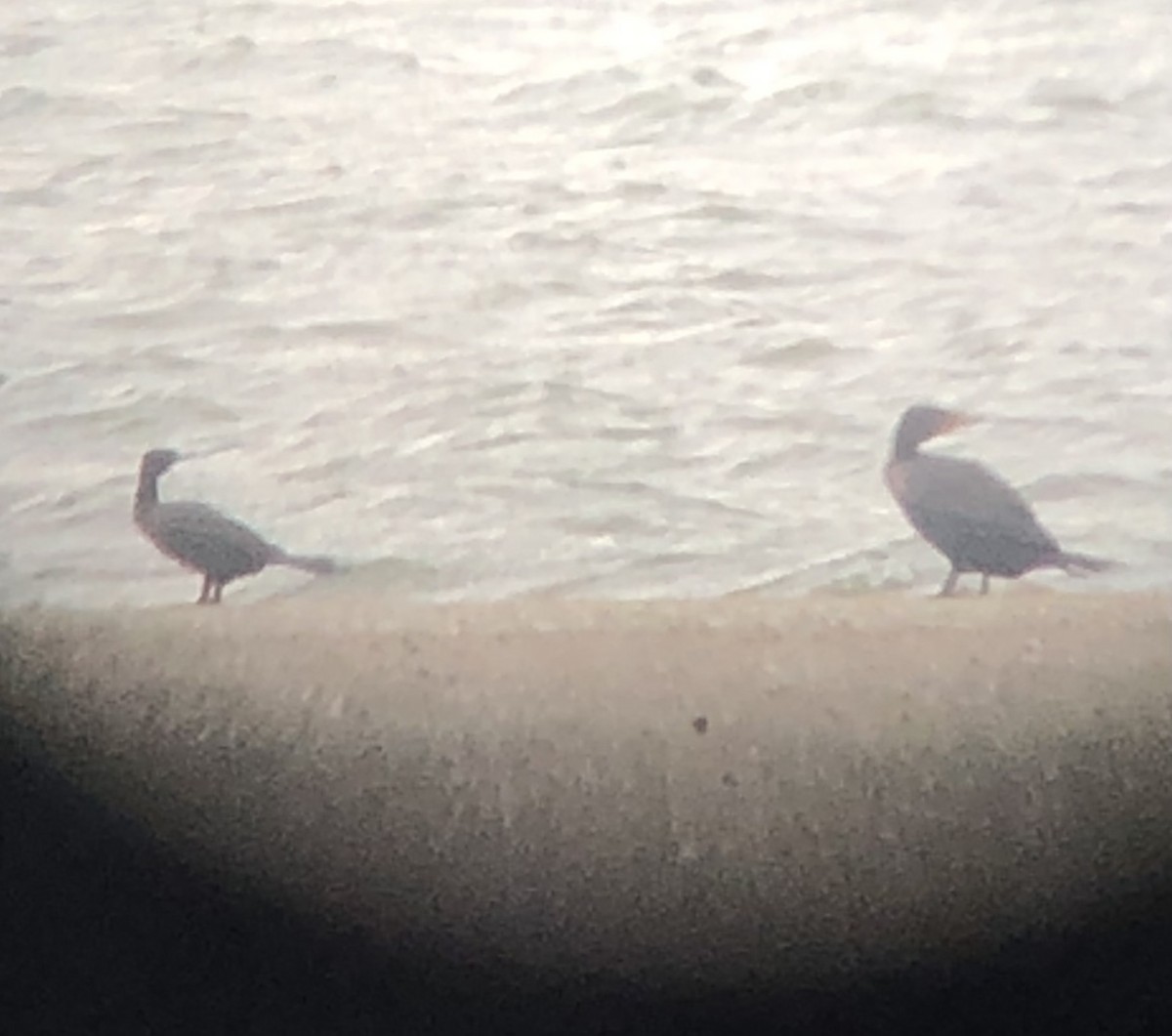 Neotropic Cormorant - ML643795787